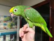 KONUŞAN SARI ALIN AMAZON