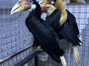 Hornbill 