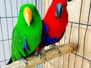 ECLECTUS PAPAĞANI