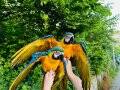 EL BESLEME BEBEK MACAW