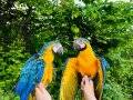 EL BESLEME BEBEK MACAW