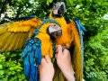 EL BESLEME BEBEK MACAW