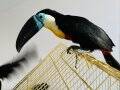 CHANNEL BILLED TOUCAN