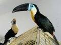 Channel billed toucan