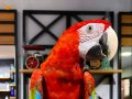 KIRMIZI MACAW