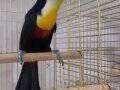 CHANNEL BİLLED TOUCAN