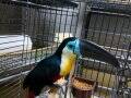 CHANNEL BILLED TOUCAN