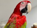 KIRMIZI MACAW ARA