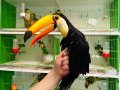 Toco toucan