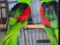 RED WIGNED PARROT