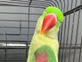Konuşan Evcil Alexander Papağanı