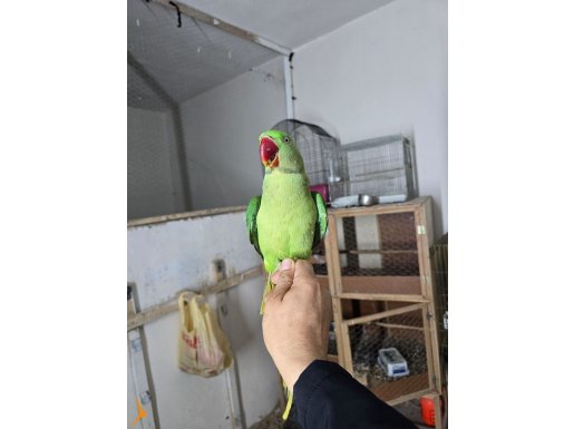 Bebek konur papağanım