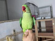 Bebek konur papağanım