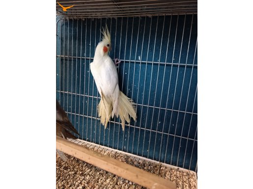 Sahiplendirilecek sultan papağani
