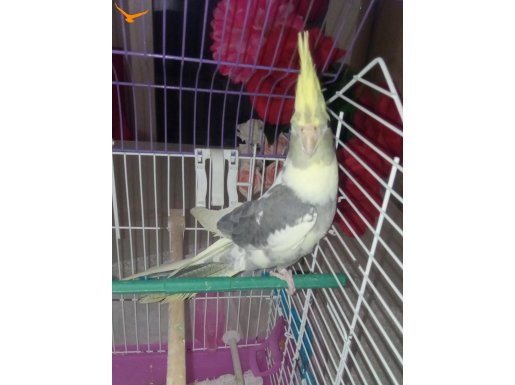 Sahiplendirilecek sultan papağani yawru