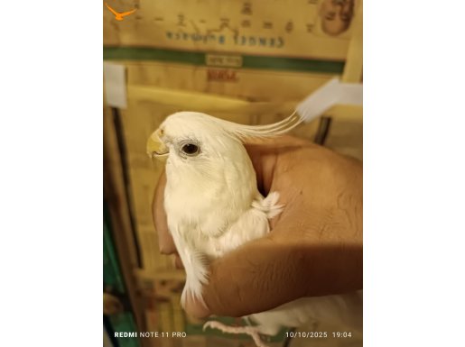 Sahiplendirilecek erkek albino sultan papağanı kırmızı göz 