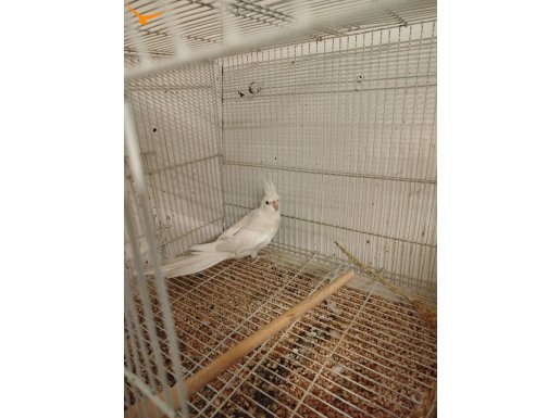 Kızgın dişi albino sultan papağanı 