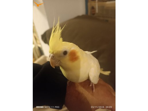 Sahiplendirilecek sultan papağanlari 