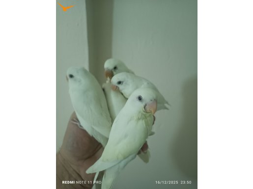Sahiplendirilecek el besleme albino sevda papağanları 
