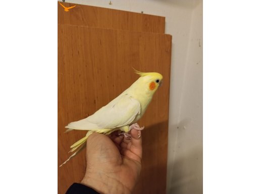 Sahiplendirilecek dişi sultan papağanı 