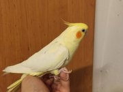 Sahiplendirilecek dişi sultan papağanı 