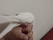 Konuşan evcil erkek albino Sultan papağanı 