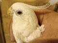 Sahiplendirilecek erkek albino sultan papağanı kırmızı göz 