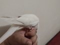 Konuşan evcil erkek albino Sultan papağanı 