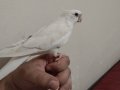 Konuşan evcil erkek albino Sultan papağanı 