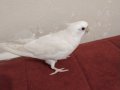 Konuşan evcil erkek albino Sultan papağanı 