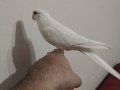 Konuşan evcil erkek albino Sultan papağanı 