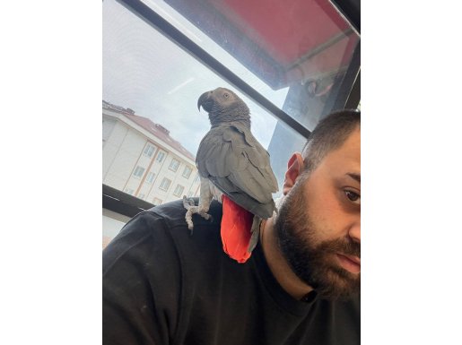 Hamur gibi oynayabileceğiniz red faktör konuşan Jako 