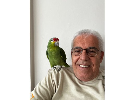 Kırmızı Başlı Amazon Papağan 5 yaşında Full evcil 