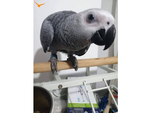 Jako papağanı el besleme sınırsız konuşma 