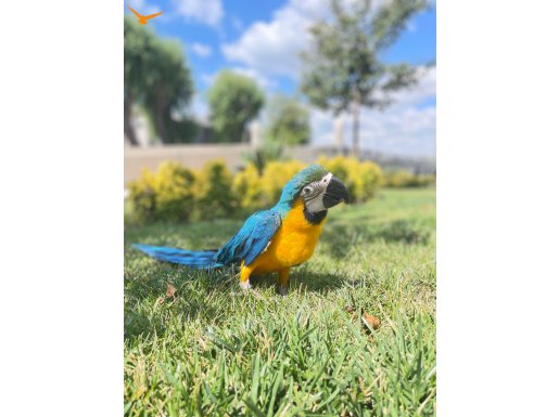 Bebek Macaw Ara Araruana 
