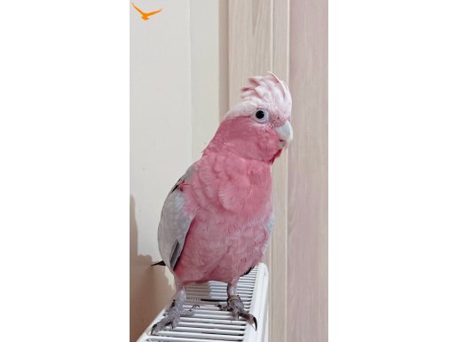 Gül Kakadu 