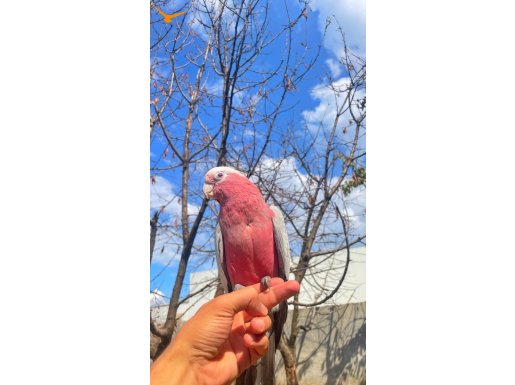 Gallah Kakadu 