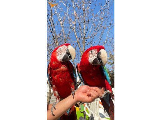 Ara Macaw