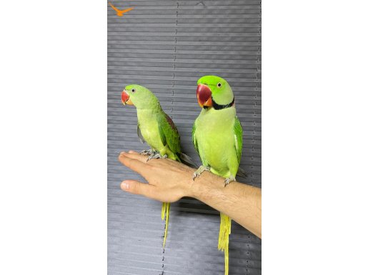 EvcilAlexander İskender Papağanı