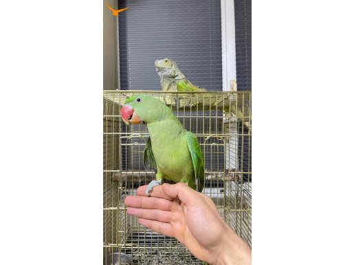 Yavru alexander iskender 