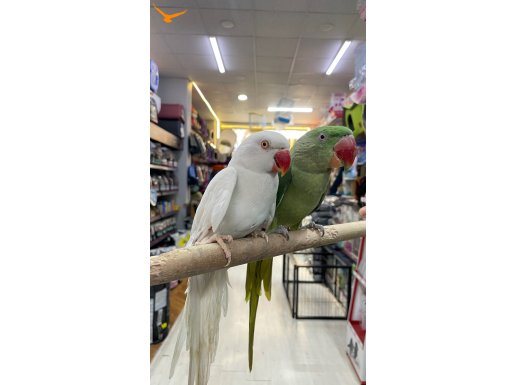 Mutasyon Pakistan Papağanı 