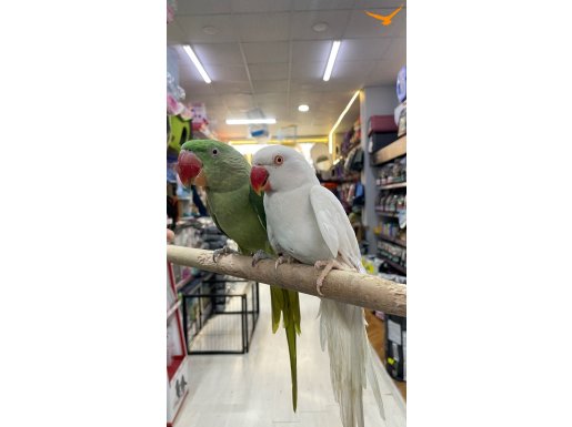 Beyaz Mutasyon Pakistan 