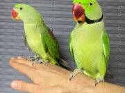 EvcilAlexander İskender Papağanı