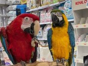 Evcil ve Uysal Ara Macaw Papağanı