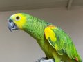 BlueFront Amazon 