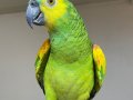BlueFront Amazon 