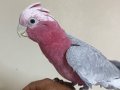 Gallah Kakadu 