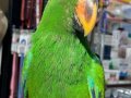 Yavru Eclectus Papağanı 