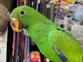 Yavru Eclectus Papağanı 