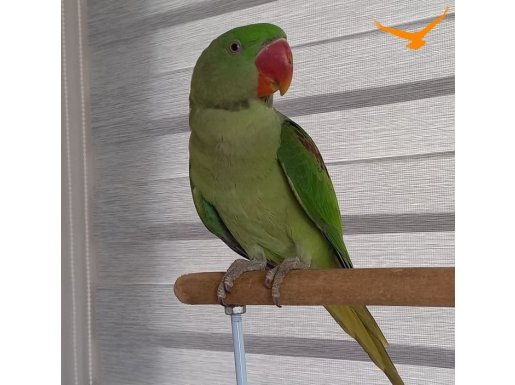 ERKEK YAVRU ALEXANDER JUMBO BOY KALİTE İSTEYEN 